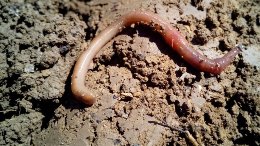 Broj glista pokazuje koliko je zemljište zdravo - privucite ih