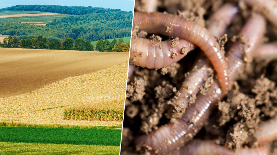 Gliste nam svake godine osiguraju proizvodnju 140 milijuna tona hrane