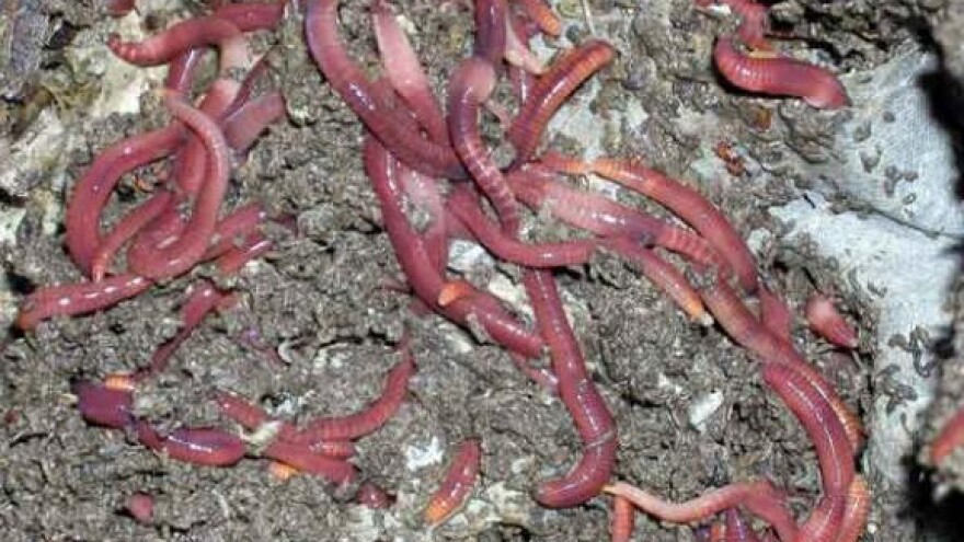 Gliste iz Murvice na kineskom tanjuru!?