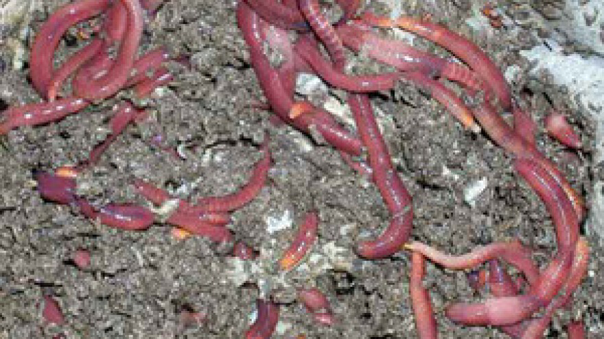 Gunjanci će uzgajati kalifornijske gliste