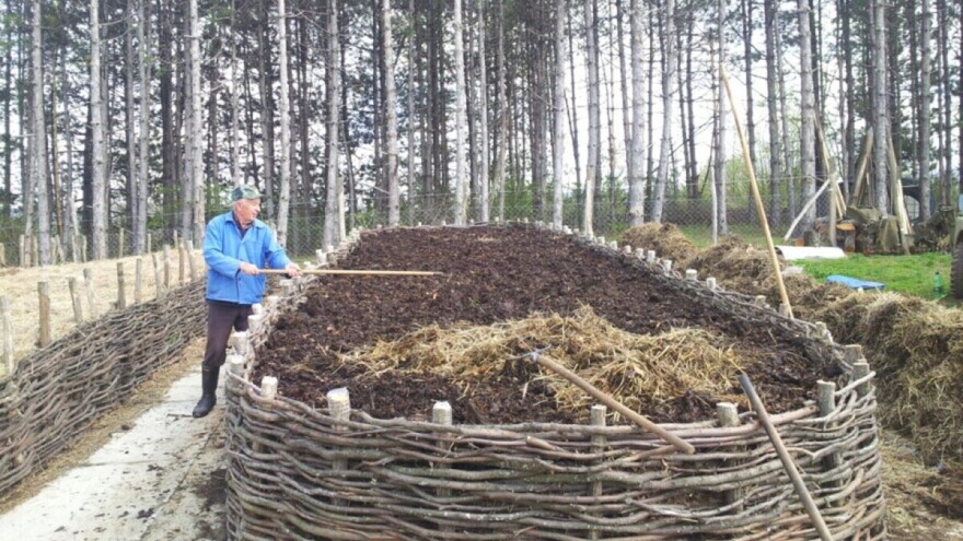 Rastvor glistenjaka i vode sprječava pojavu čak i kruškine buhe