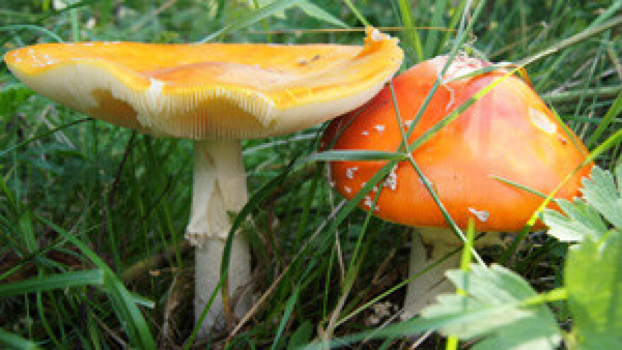 Sezona gljivarenja donijela prve žrtve