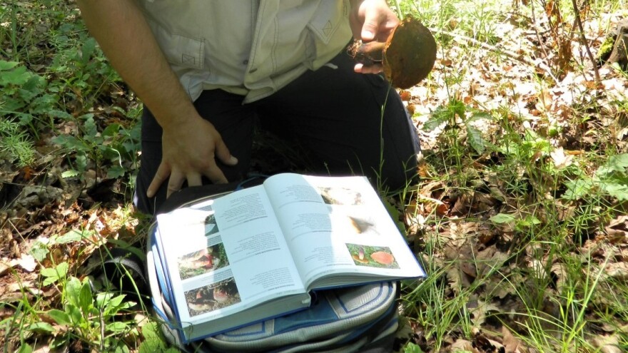 I otrovne gljive su deo ekosistema?