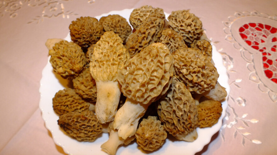 Kada se bere smrčak i kako konzumira?