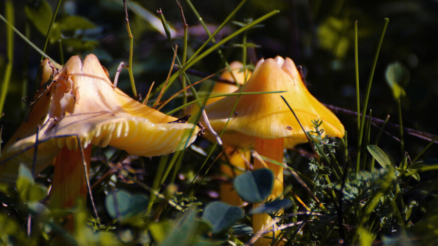 Hrvatska dobiva prvi Gljivarsko-edukativni park