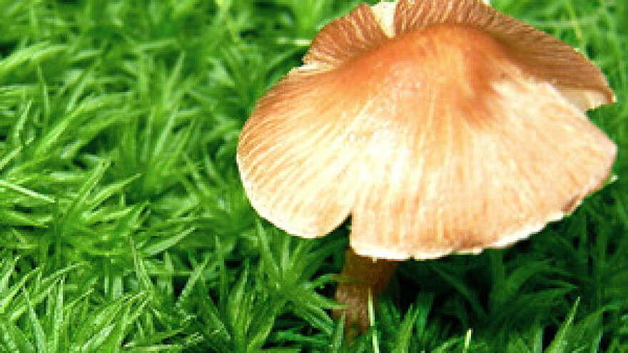 Gljivarijada u Donjem Miholjcu