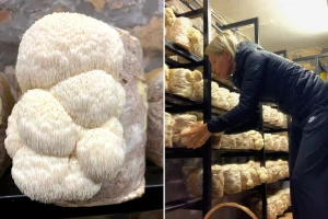 Instruktorica joge iz Samobora uzgaja malo poznatu gljivu - lavlju grivu