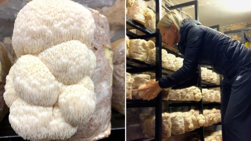 Instruktorica joge iz Samobora uzgaja malo poznatu gljivu - lavlju grivu