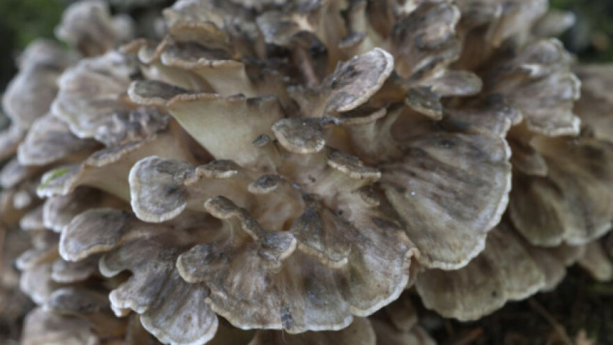 Ljekovita zec gljiva, plešuća gljiva ili maitake