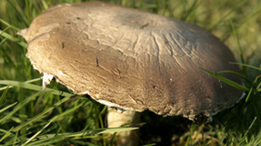 Uzgoj ljekovitih gljiva