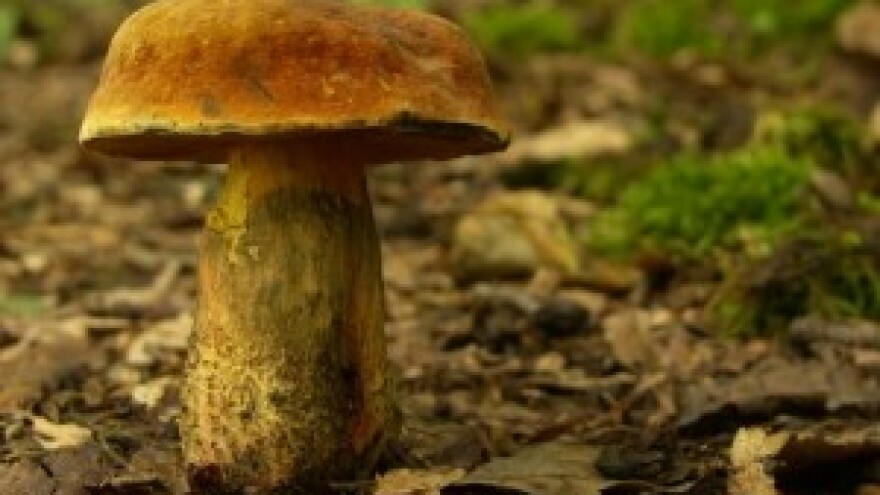 Gljivarijada u Vrbovskom