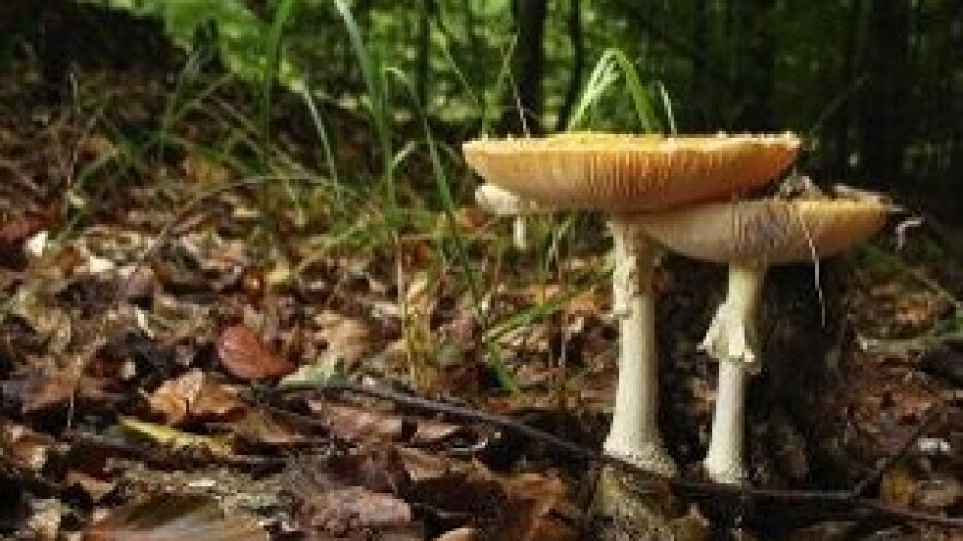 Dani gljiva u Brtonigli