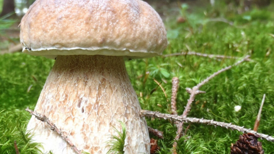 Šetajući pronašao džinovsku pečurku