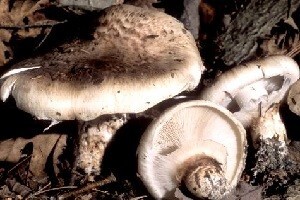 Iznenađenja gljivarske sezone