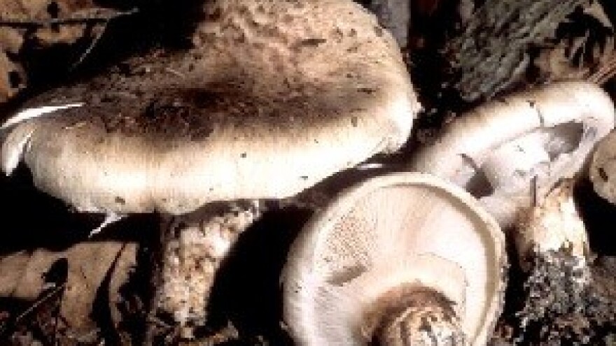 Iznenađenja gljivarske sezone