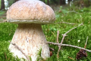 Šetajući pronašao gigantsku gljivu