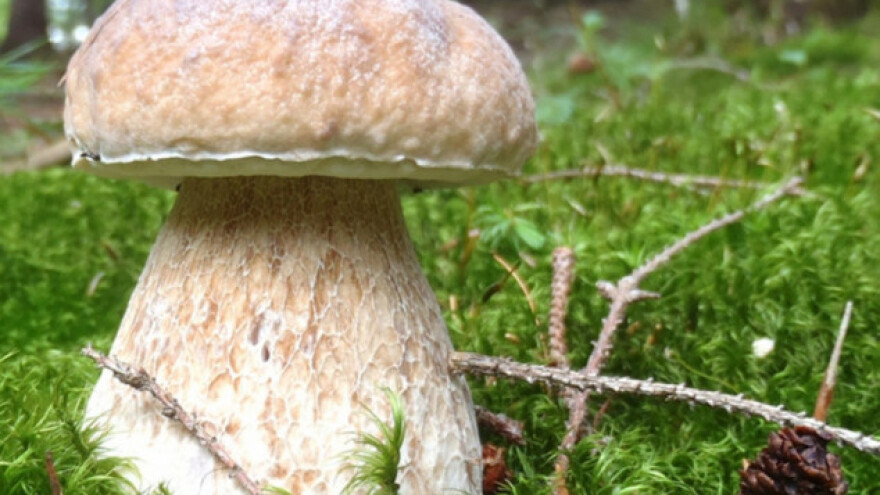 Šetajući pronašao gigantsku gljivu