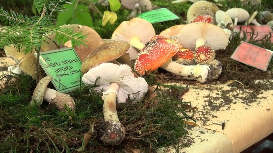 Branko Polić: Nije toliko poznato da je diljski kraj bogat s crnim tartufima