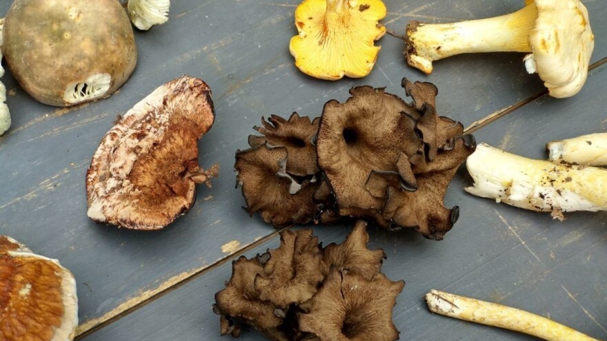 Susreti gljivara na Fruškoj gori 24. oktobra