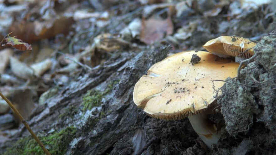 U berbi gljiva vrijede pravila koja se često zaborave, a ne bi smjela