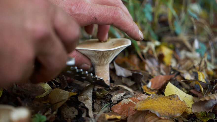 Izgubio se u šumi dok je brao gljive, a preživio jedući ih