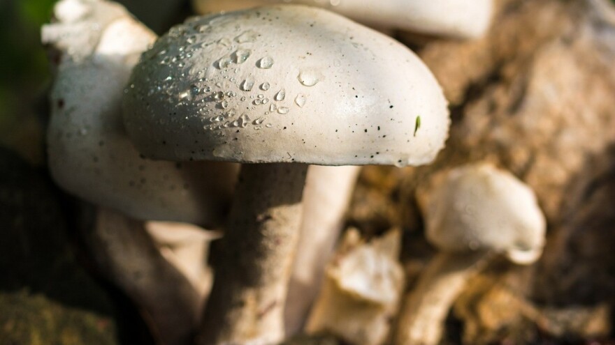 Desetak proizvođača u RS proizvodi 400 tona gljiva godišnje