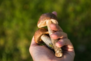 HEKO Bugojno otkupljuje svježe gljive