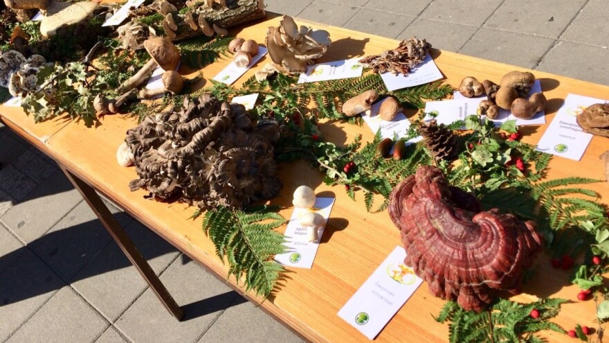 Gljive kao hrana i lek predstavljene u Sremskoj Mitrovici