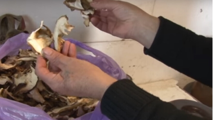 Zarada u sezoni branja gljiva i do 5.000 KM