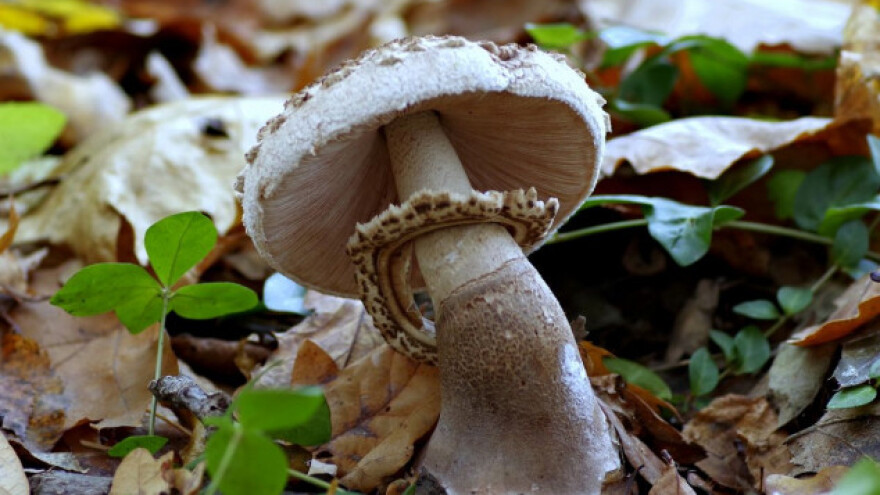 U gljive sofisticirano - s mobitelom!