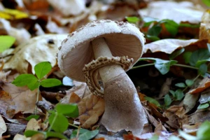 Aplikacija za raspoznavanje gljiva
