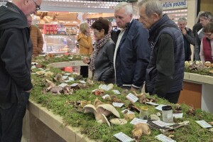 Raskoš jeseni ispunila Pazin: Održana Istarska izložba gljiva