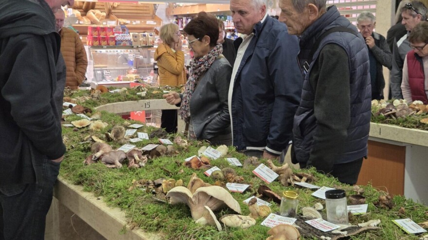 Raskoš jeseni ispunila Pazin: Održana Istarska izložba gljiva