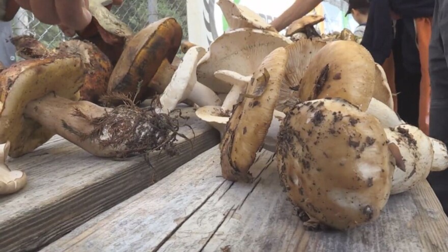 Trovanja zbog gljiva, a prodaju se na improvizovanim tezgama. Šta traže gljivari?