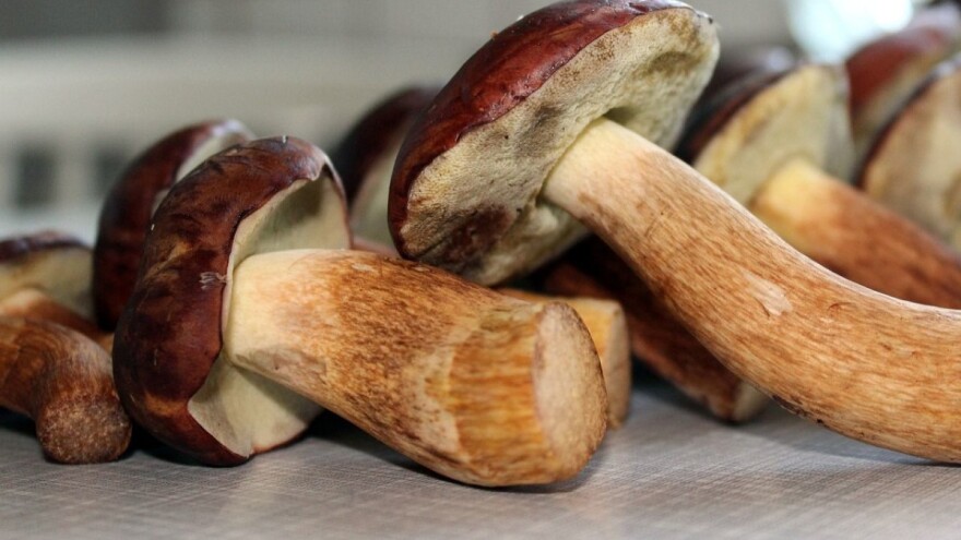 HEKO Bugojno vrši otkup kupina i gljiva