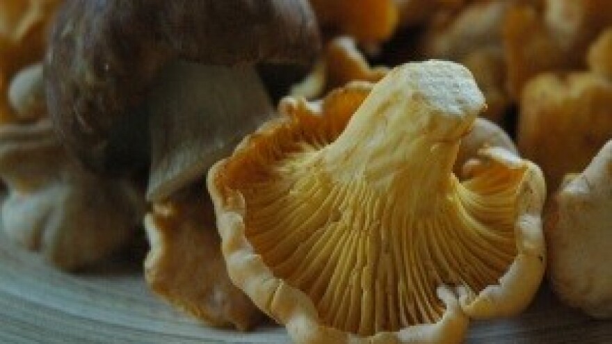 2,3 milijuna kuna iz IPARD-a za preradu gljiva