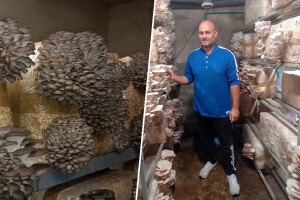 Uzgoj bukovača razvio u ozbiljan posao, Tihomir Tucman ima i vlastitu formulu za supstrat