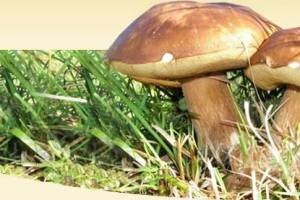 Gljive i što znate o njima