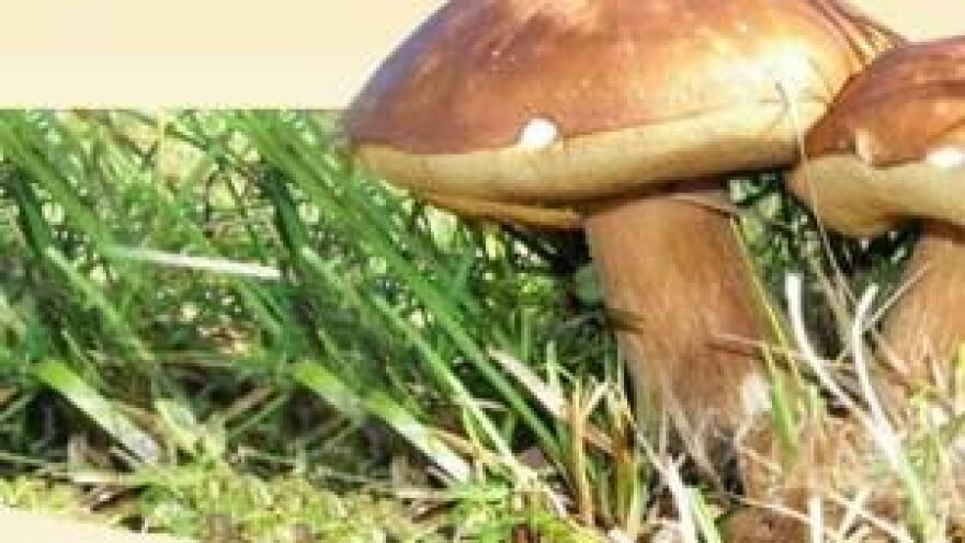 Gljive i što znate o njima