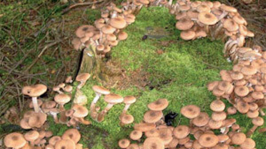 Gljive truležnice u voćnjaku i vinogradu