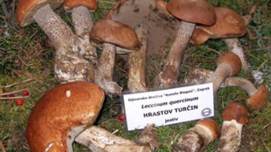 Gljive pod paljbom digitalaca