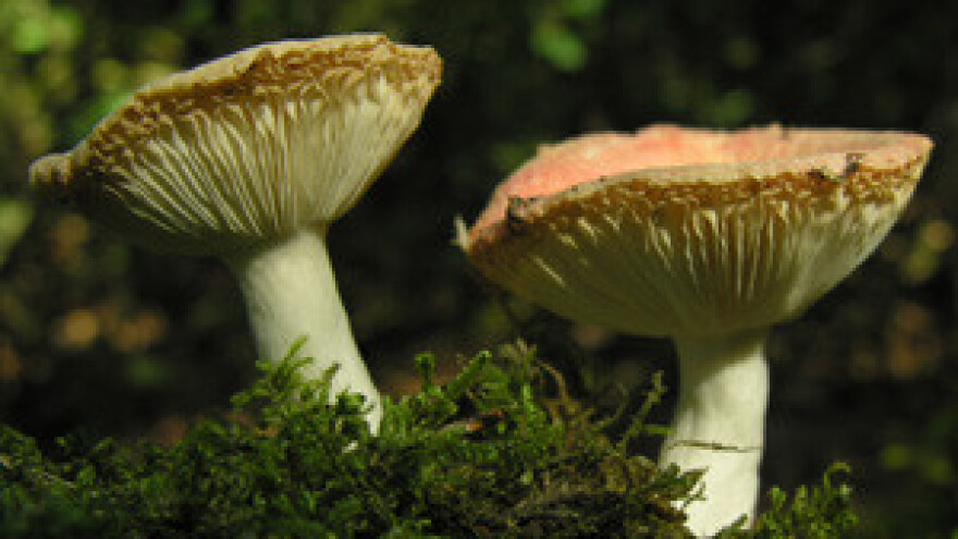 Centar za gljivarstvo kandidara se za EU fondove