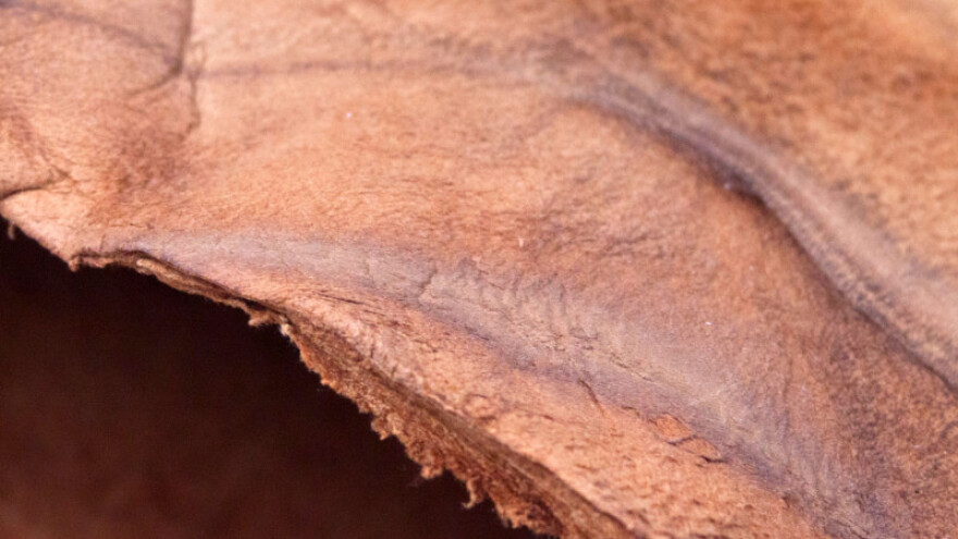 Talijani izumili vegansku kožu od - gljiva!