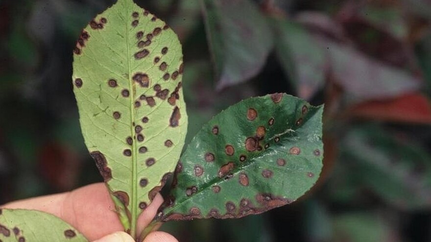 Opaka bolest hara plantažom krušaka, a nadležni nemaju odgovor