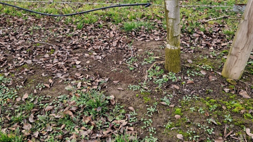 Spriječite na vrijeme prenamnožavanje glodara u voćnjacima i vinogradu