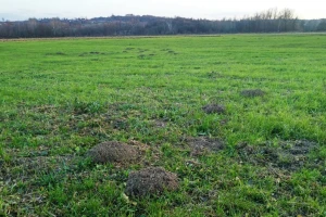 Suvo, a od vikenda porast temperature: Kreću problemi sa glodarima