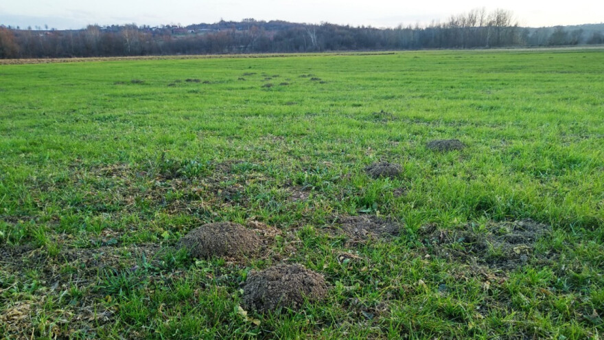 Suvo, a od vikenda porast temperature: Kreću problemi sa glodarima