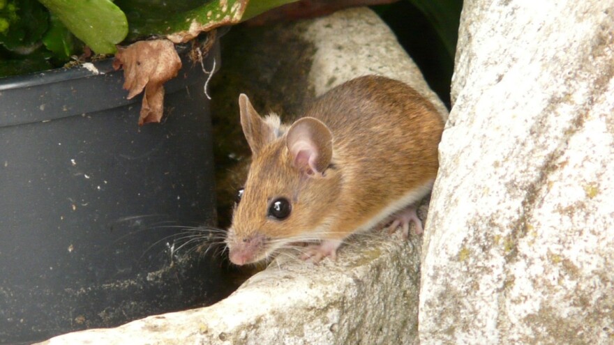 Glodari - od njive do pčelinjaka