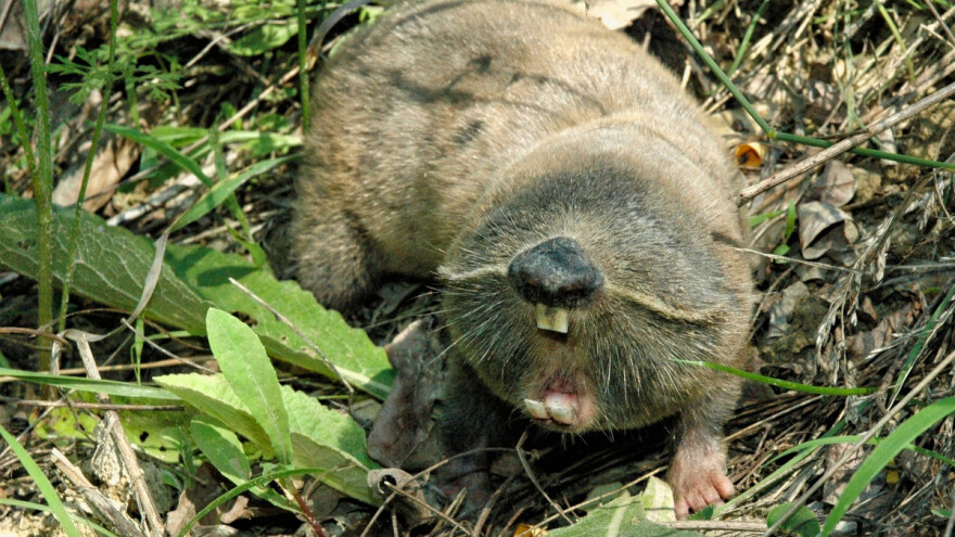 Zbog sljepaša sadila vrt dvaput, rješenja nema?