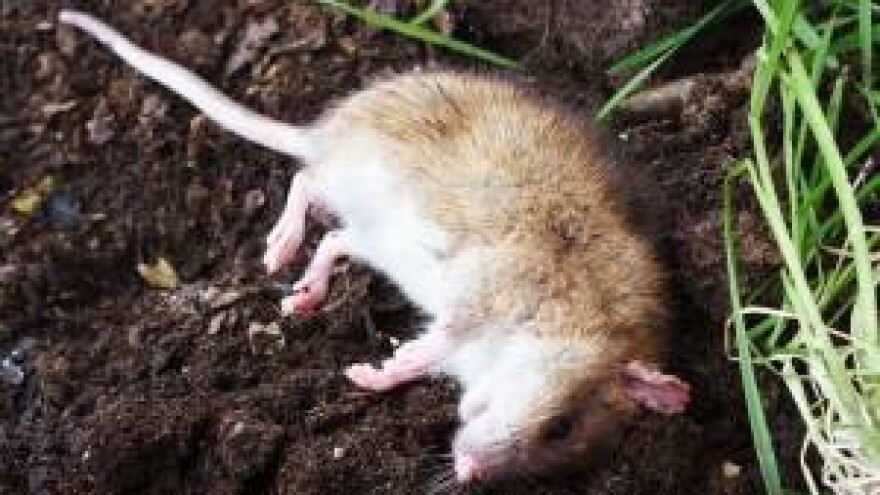 Želite efikasno i rentabilno suzbiti glodavce?